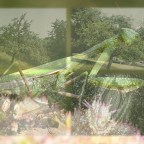 第080次接觸報告