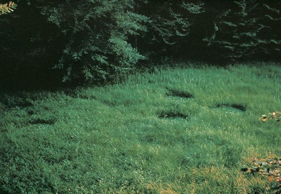 696aba13b07eca80032ef28f912397dda144832f