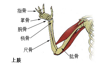 069-04-Illu_upper_extremity_zh
