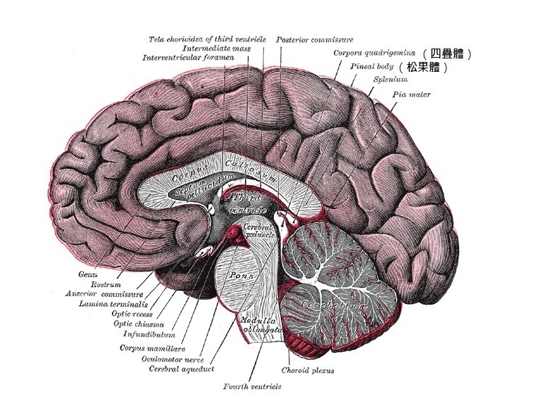 00-Billy Meier靈性教導-腦部剖面圖