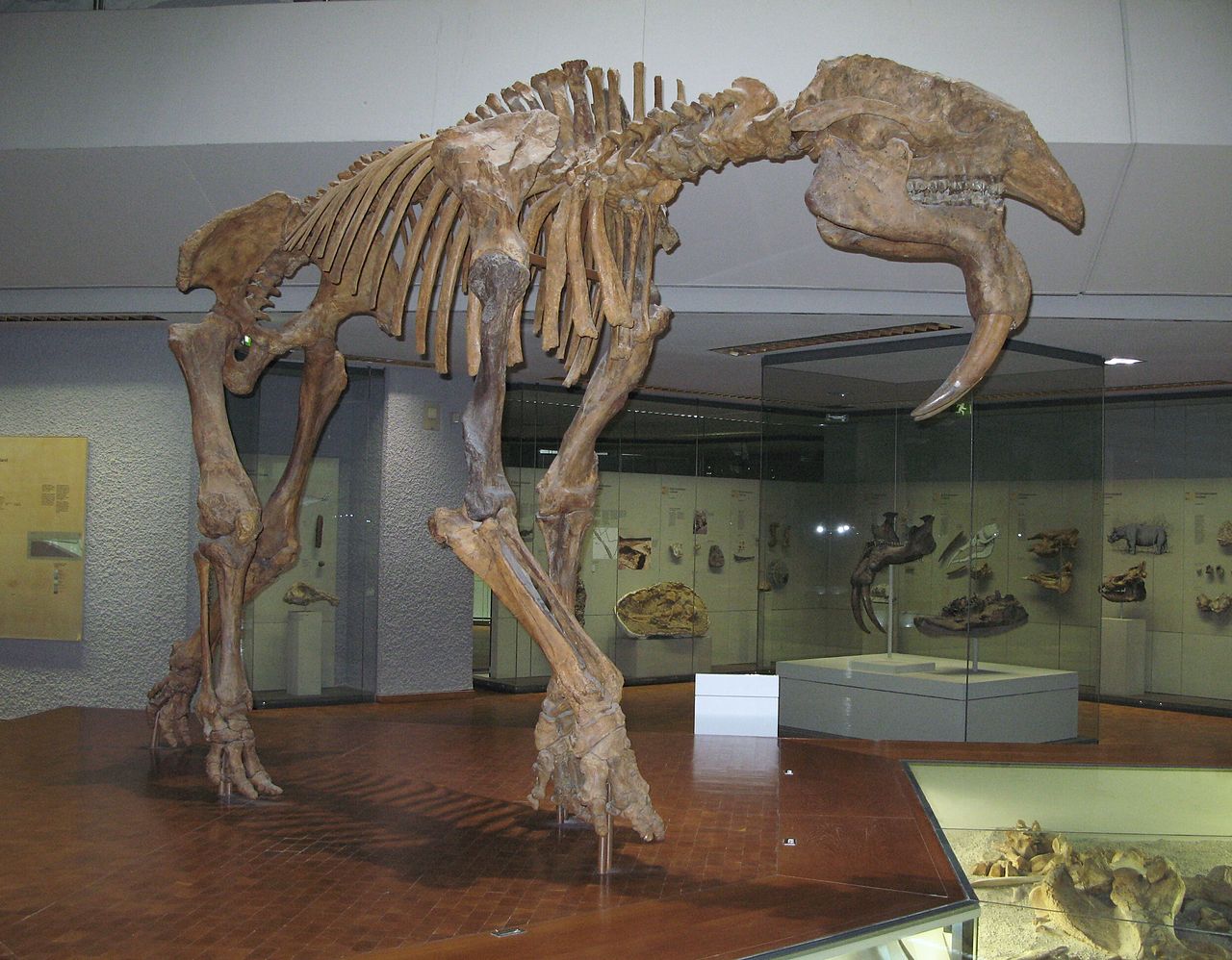 246-05-1280px-Hauerelefant-Deinotherium